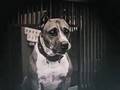 Tribute to Luke, Pit Bull Movie Star (1910s) Best Friend