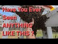 I Caught 20 000 BEES By Doing This One Thing I Caught 20 000 BEES By Doing This One Thing