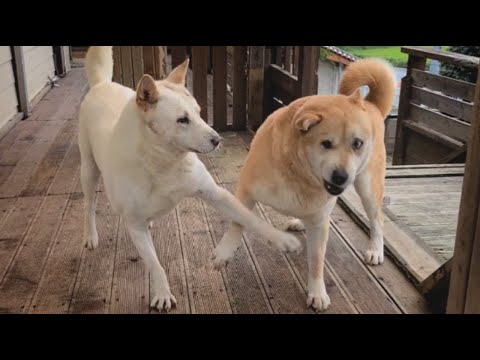 [548] 함께 놀아주지 않는다고 또 남편 뺨때리는 진돗개 복실이, 딸 장금이도 함께 놀아주지 않는 <strong>왕따가</strong> 되었어요.