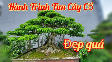 Hành trình đi tìm cây Sanh Cổ, Cây Già cây Đẹp - Nhà vườn Phong Sơn