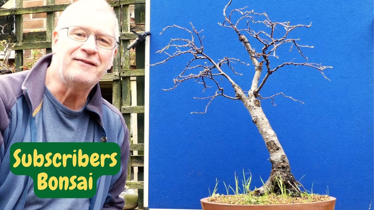 Key Tips to REBUILDING your Bonsai (Silver Birch Evolution)
