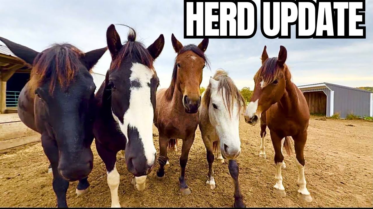 ТАК МНОГО ИЗМЕНЕНИЙ! Новые лошади, прогресс в тренировках и многое другое…