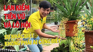 Làm Sao Để Biết Đâu Là Lan Kiếm Tiên Vũ Và Đâu Là Lan Kiếm Lô Hội?