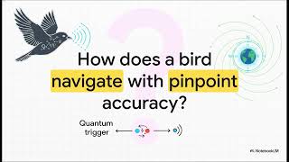 How Migratory Birds Fly: The Quantum Navigator