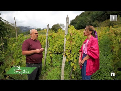 #ფერმა სახელგანთქმული ალექსანდროული და მეღვინე-მევენახე კახა გიორბელიძე სოფელ ოყურეშიდან