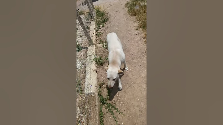 Gatto vs cane!! INCREDIBILEEE