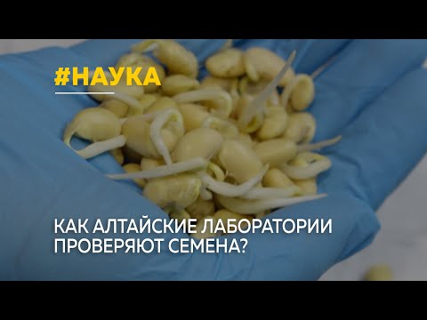 Секреты успешного посева: Лаборатории и инновации в отборе семенного материала