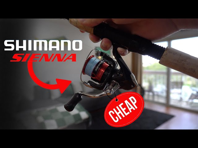 Shimano Sienna 2500HG Review (Best Cheap Fishing Reel) 