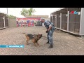 Собаки 111 лет помогают российским силовикам ловить преступников