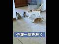 母猫と子猫たちを救出する #動物 #動物プロダクション