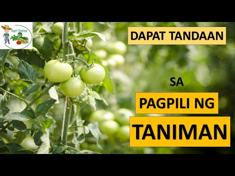 Video: Tungkol Sa Kalidad Ng Pagtatanim Ng Mga Tubers At Ang Kanilang Paghahanda