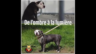 SAUVETAGE AMSTAFF DANS L'OISE (Villeneuve lès Sablons)