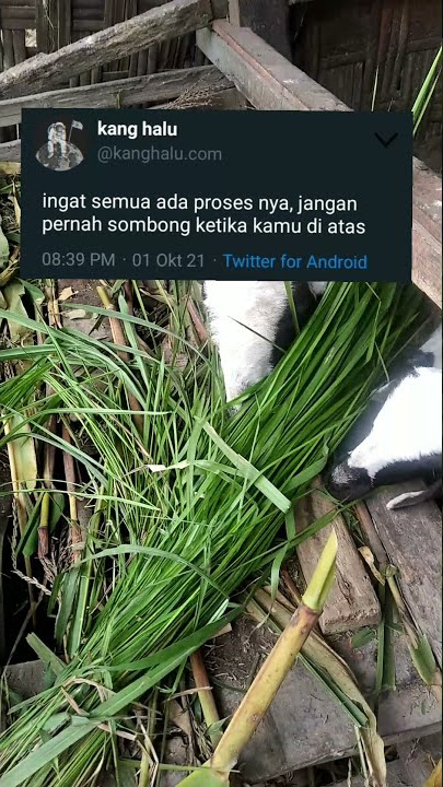 story wa twitter 30 detik||terbaru kata kata keren||#shorts #status #twitter