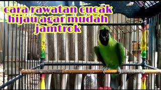 cara merawat cucak ijo agar mudah jamtrok dan bongkar isian