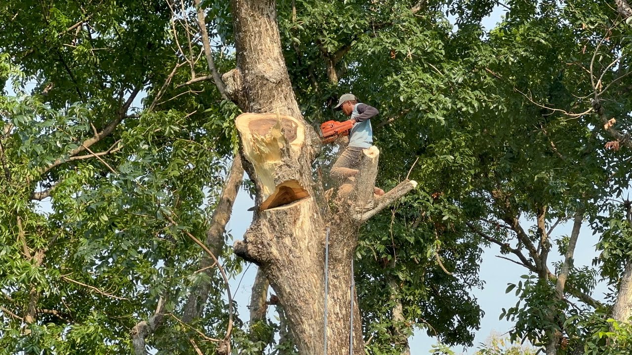 House at risk... Cut down 3 dry dead trees near the house. - YouTube