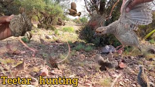 Teetar ka shikar | grey partridge hunting |Teetar shikar karne ka Tarika | ग्रे फ्रेंकोलिन शिकार जाल