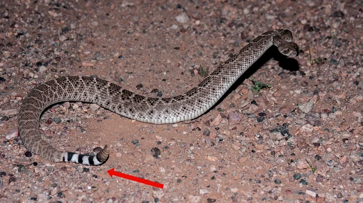 Mojave Rattlesnakes vs Western Diamondback Rattlesnakes: The Tail is Not Enough