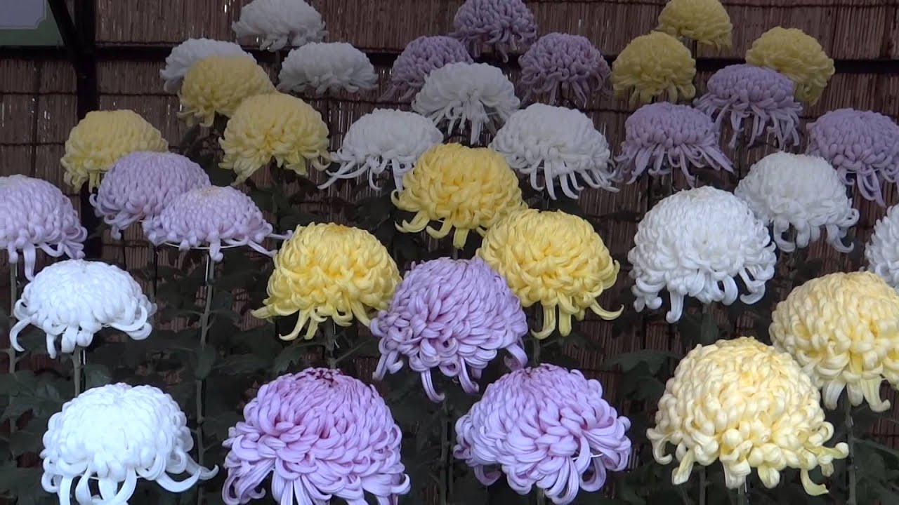 Выставка хризантем в Японии