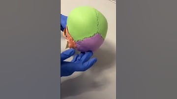 BONES OF THE SKULL - LEARN IN 4 MINUTES