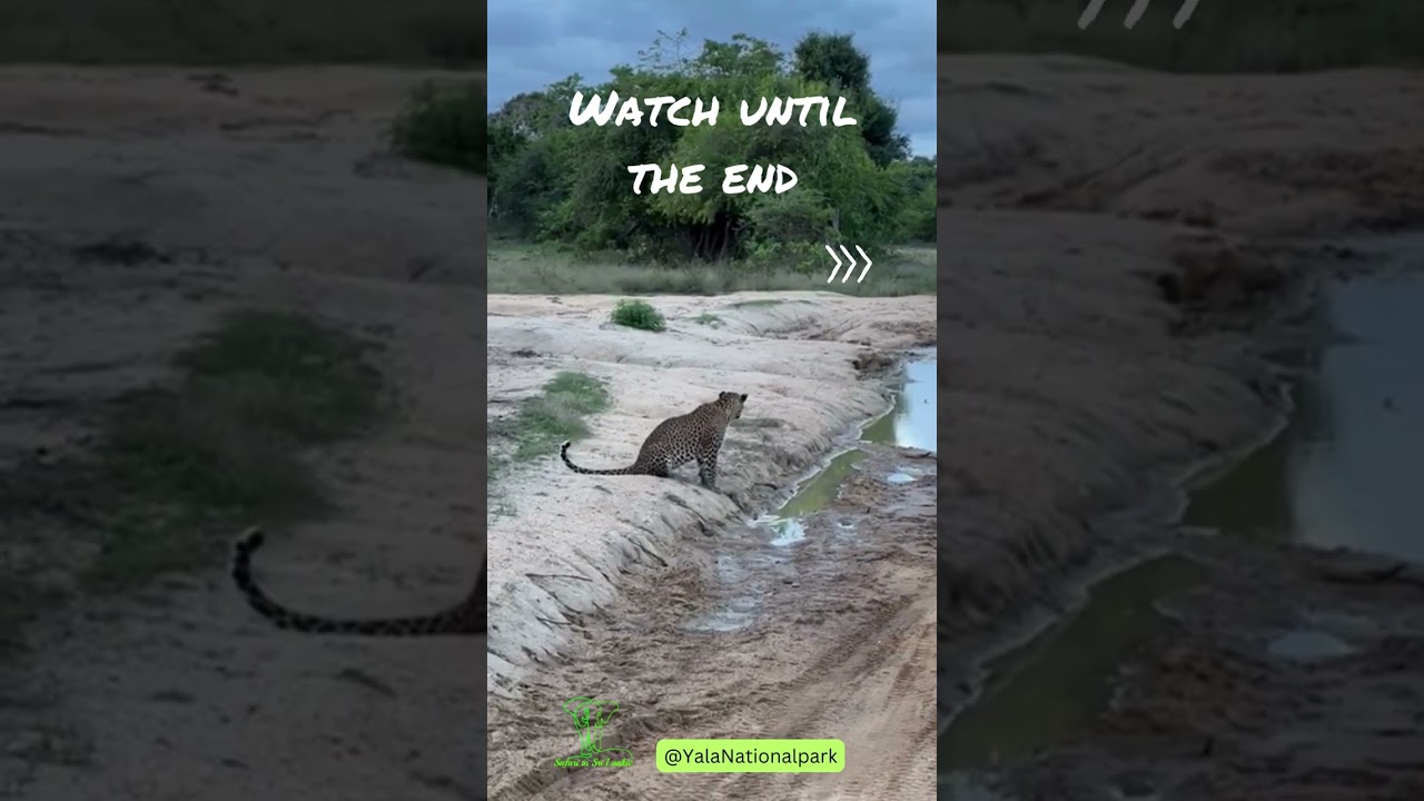 Breathtaking Leopard sighting at Yala Safari in Sri Lanka