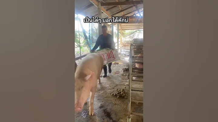 pig load #pig #pigfeed #pigbreeding #hogger #pigfarming #farmlife