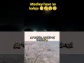 Monkey heart' breaking food eating# Dare#Hard #unbelievable#nature