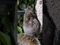 botfly on squirrel