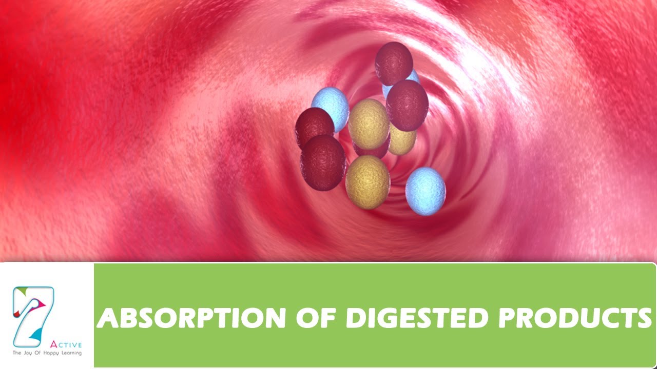 ABSORPTION OF DIGESTED PRODUCTS - YouTube