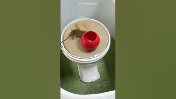 Shocking! Greedy mouse flips trap—did it get caught? #cat #catandmouse #trending