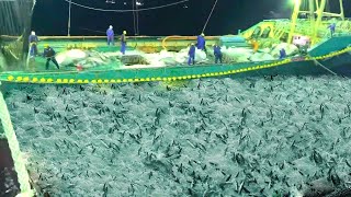 Unbelievable Big Net fishing, Catch Fishing in The Sea - Fish processing factory on a large velsel