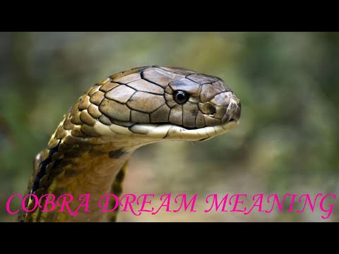 Cobra Dream Meaning