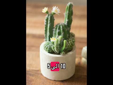 طريقة العناية بالصبار في الصيف داخل المنزل اكسبلور Cactus Shortvideo