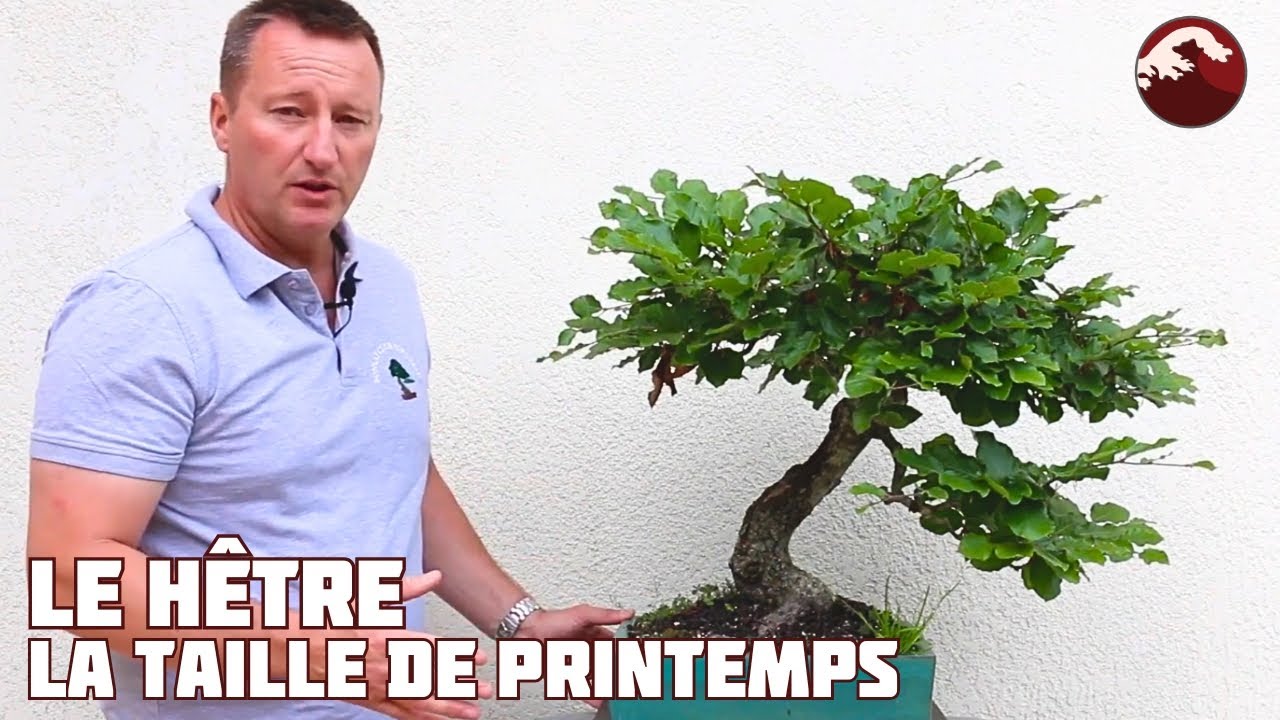 TAILLE du HÊTRE en BONSAÏ 🌱 NEJIKAN BONSAI 🌱