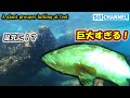 荒磯のすぐ足元に巨大なクエが！？海底の亀裂にハタの楽園を見つけた！A giant grouper lurking at feet