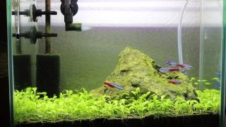 憧れの緑の絨毯水槽 09 完結 Youtube