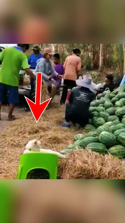 Bos Tembikai Ini Sebenarnya Seekor Kucing!