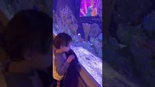 Luca watching the fish eat 21 months old by Asha Max 12 views 2 years ago 1 minute, 56 seconds