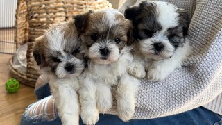 Harpers Shichon puppies at 6 weeks!