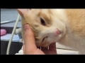 お風呂に入ってたら猫が入ってきた！！　 Cat taking a bath with the owner