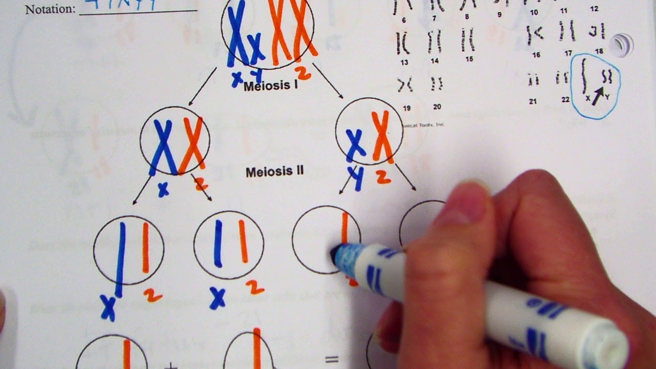 Xyy Nondisjunction Diagram