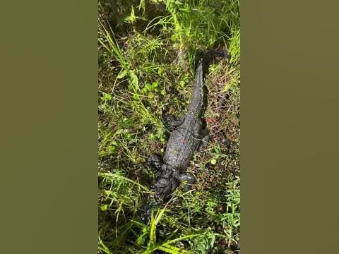 Crocodile in Louisiana 🐊 - YouTube