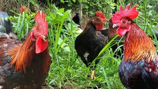 Finding grass to raise free-range chickens, a peaceful life in the countryside that many people want