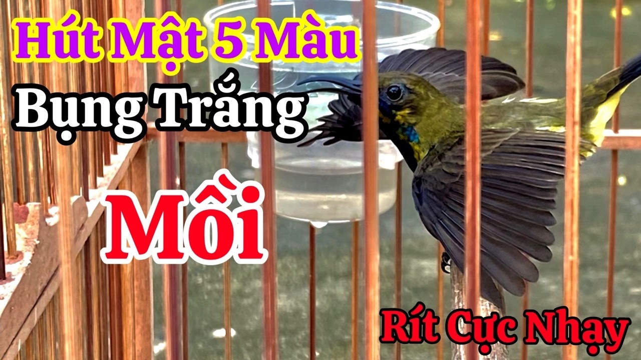 Tiếng Hút Mật 5 Màu Bụng Trắng Mồi Dùng Đi Bẫy. Bụng Trắng Rít Cực Hay Dụ Bổi Cực Nhanh