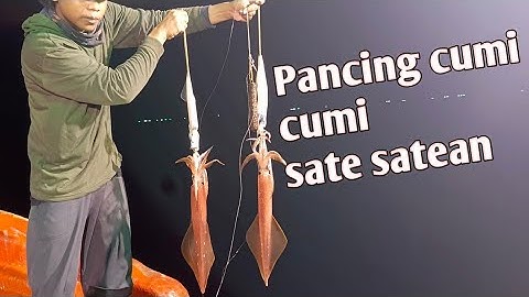 Mancing cumi di malam hari wajib pake pancing sate satean