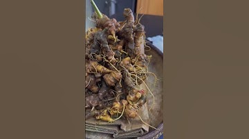 1kg sâm vụn hàng già ngon chuẩn gen sâm ngọc linh núi ngọc linh. Zá 31tr nguyên lô #sâm_ngọc_linh