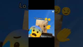 lo edite yo #aguas#perro#goldenretrivers #yosoydelos7mil