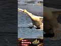 Swan Elegant Moves #reaction #expert #smooth #skills #awesome #amazing #viralshorts #al-balooshi