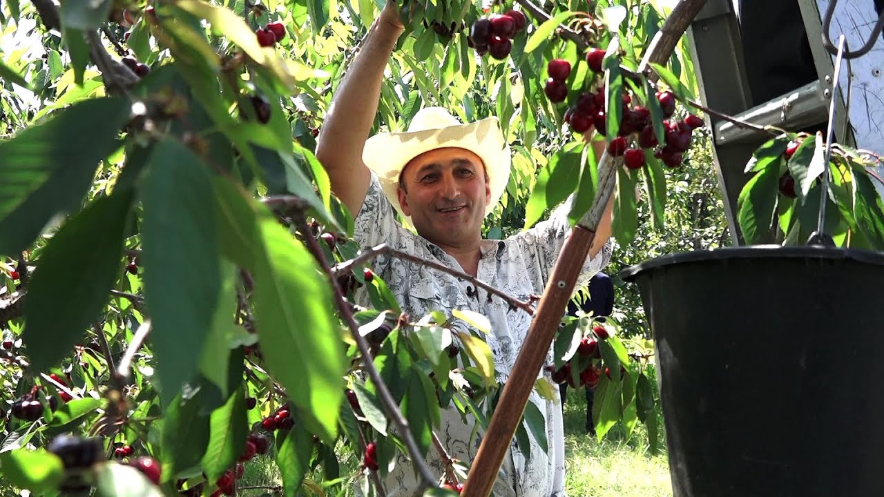 Բերքահավաք Դվին գյուղում