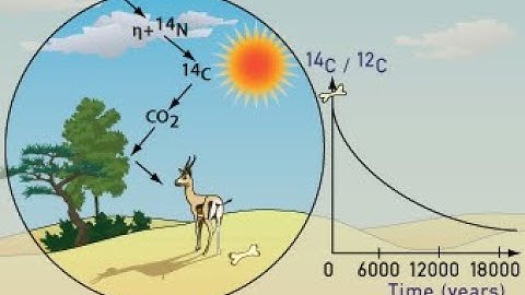 CSIR Numerical: Half Life