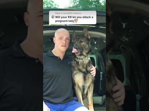 Video: Schutzhund Training for German Shepherds